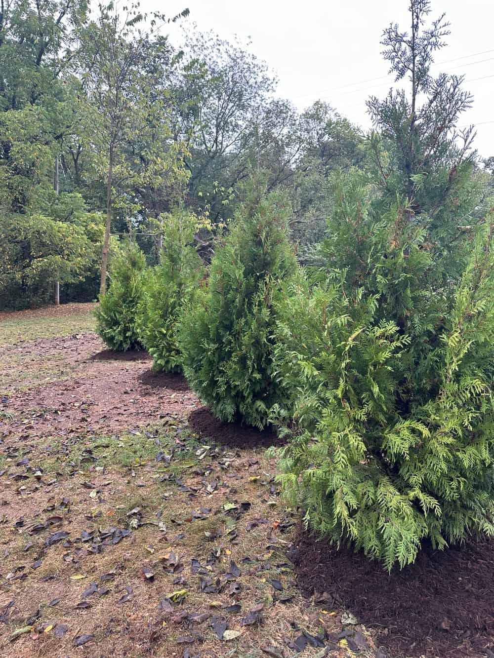 Planting image