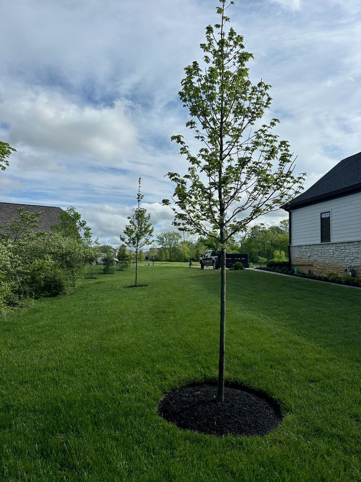 Vibrant Maple Tree Transformation in Dayton